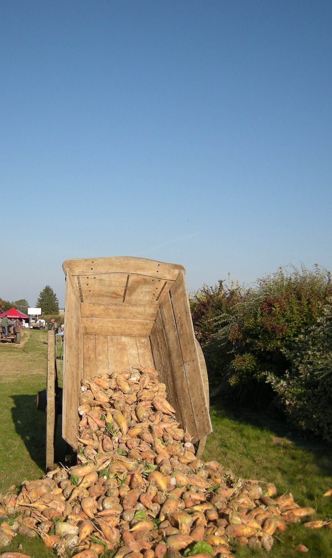 Photo 6 (Richard DUPUIS) Charrette et betteraves devant le musée.